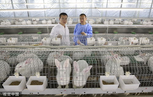 临沂发展肉兔 水貂等特色养殖 融合加工产业增加产品附加值