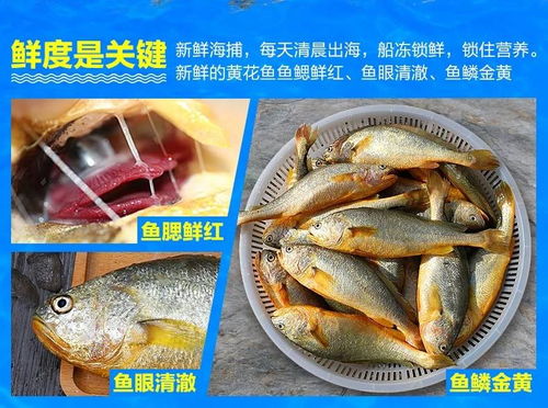 百仙岛 新鲜大黄花鱼海鲜冷冻水产黄鱼鲞生鲜干3斤 一斤一条